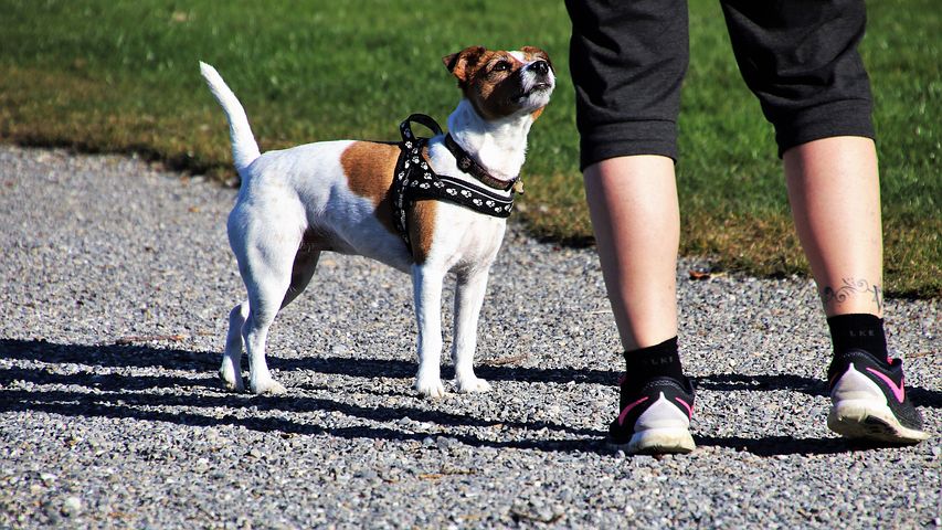 Education canine