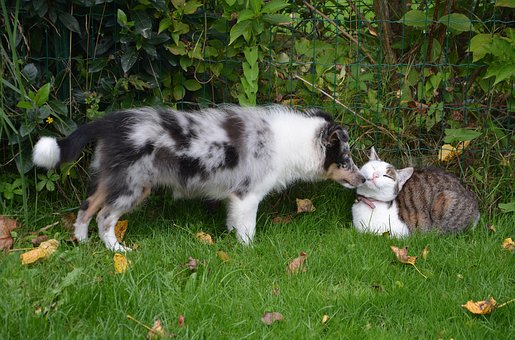 Comportement chien / Comportement chat